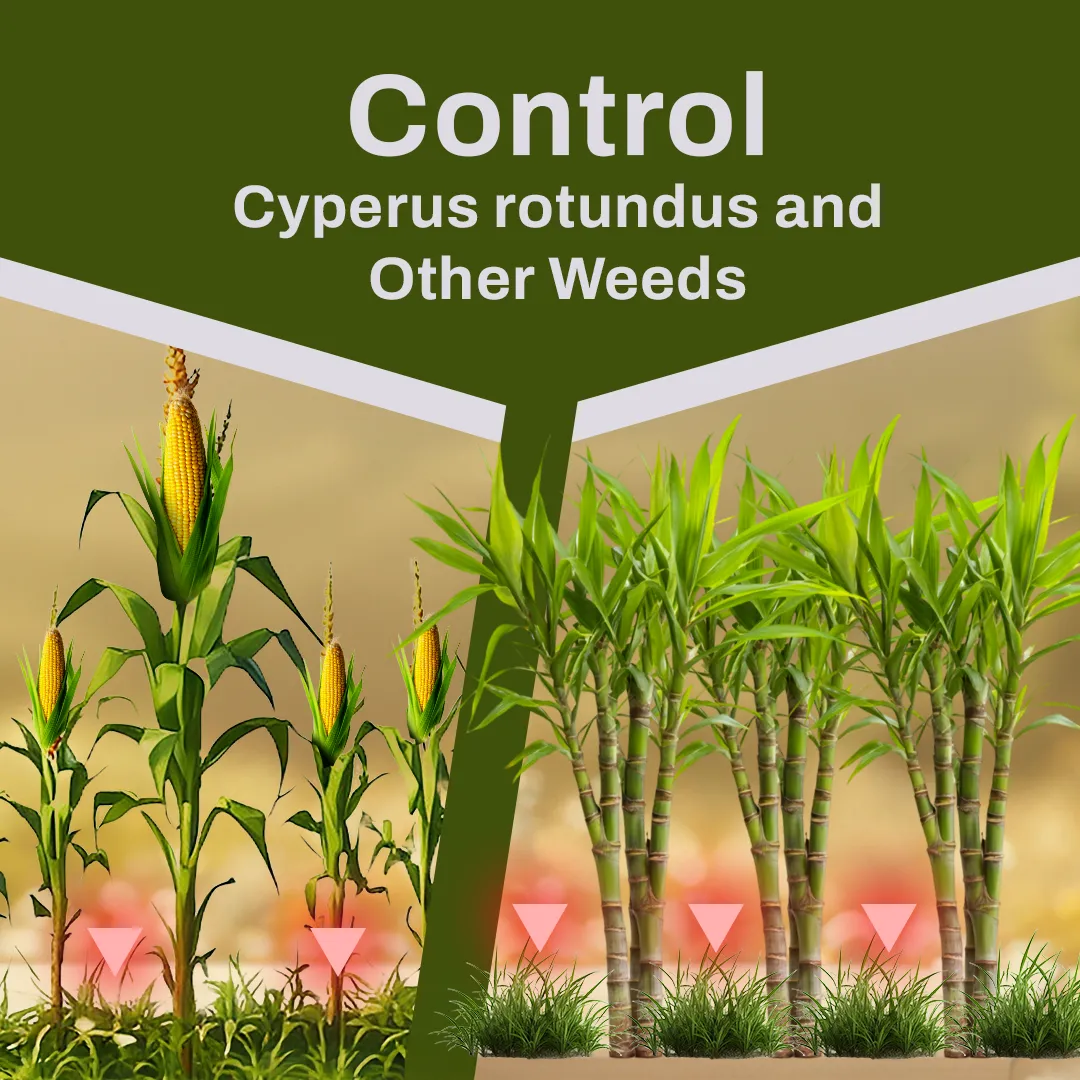 How to Control Cyperus rotundus and Other Weeds